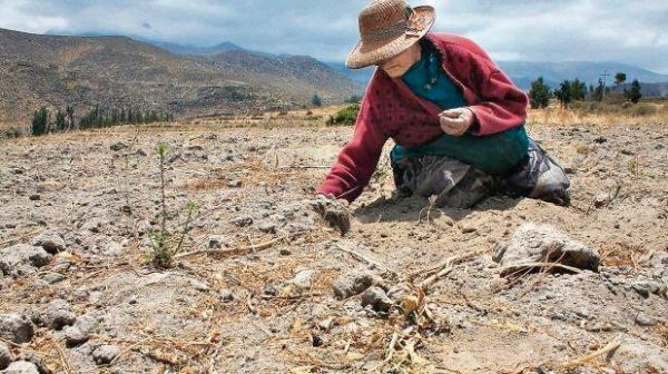 La raíz económica de problemas sociales radica en el abandono de la producción agrícola
