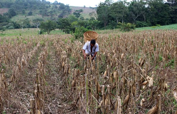 Campesinos de Soteapan exigen al gobierno estatal insumos para el campo