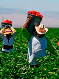 El presupuesto 2020 para Sader, un retroceso para el agro mexicano