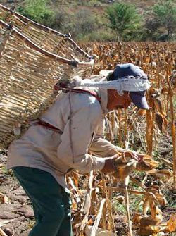 El campo mexicano está enfermo