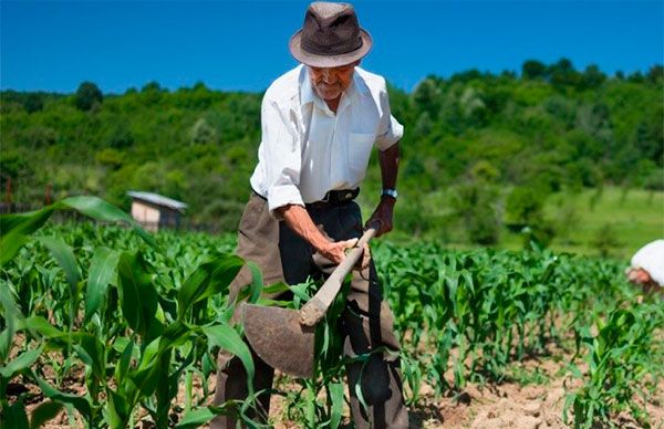 Morena abandona el campo mexicano