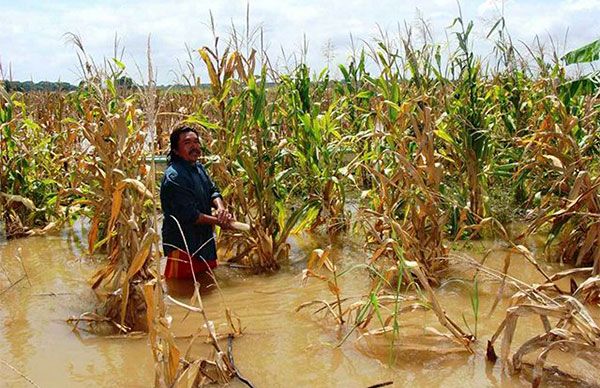Morena olvida al campo mexicano