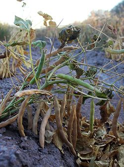 Nulos apoyos para el campo productor