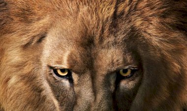 Este era un león