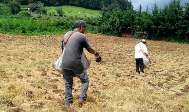 Campo mexicano al borde la muerte 