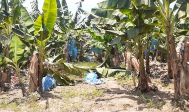 Los Plataneros y las Jornadas de Producción de Autoconsumo