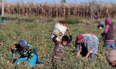 Las precarias condiciones de los jornaleros