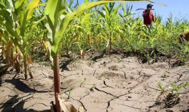Gobierno federal ignora a campesinos del norte afectados por la sequía