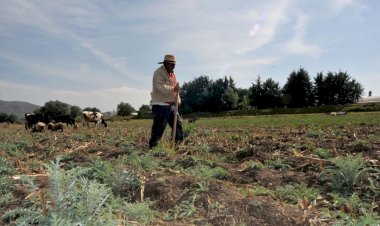 El gobierno morenista abandonó al campo mexicano