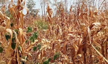 Ola de calor agrava crisis del campo en Oaxaca