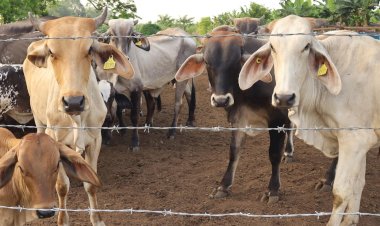 Contrabando provocaría rebrote de gusano barrenador en Quintana Roo