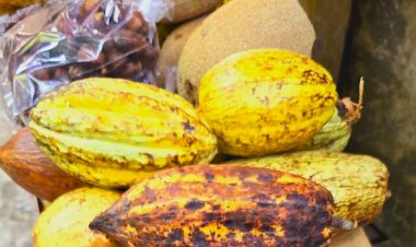 Pese a Sembrando Vida, Tabasco bajó producción de cacao en 2024