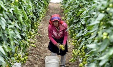 Continúa la precariedad de los trabajadores agrícolas en Sinaloa