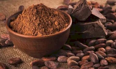 REPORTAJE | Cacao tabasqueño, en crisis