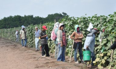 Denuncian que menores de edad laboran en campos de Sinaloa