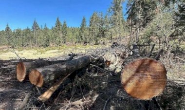 Tala ilegal persiste como amenaza en bosques de Durango
