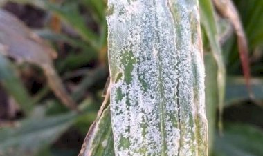 Helada afecta a cultivos en Mixteca oaxaqueña