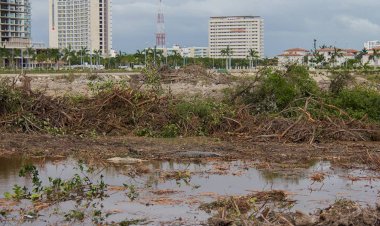 Quintana Roo pierde hectáreas de selva ante auge inmobiliario