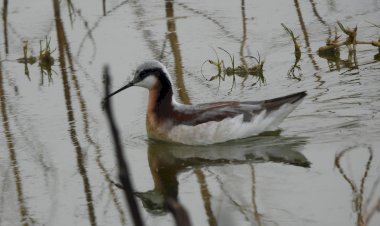 CRÓNICA | Chichicuilotes