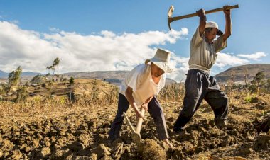Dependencia alimentaria: el maíz como talón de Aquiles de México